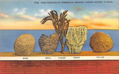 Five Varieties of Commercial Sponges Tarpon Springs, Florida Postcard