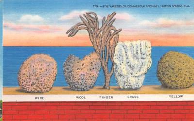 Five Varieties of Commercial Sponges Tarpon Springs, Florida Postcard