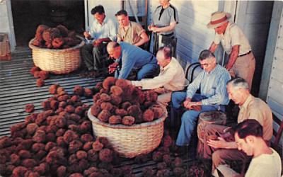 Sponges are Trimmed, Sorted and Graded Tarpon Springs, Florida Postcard