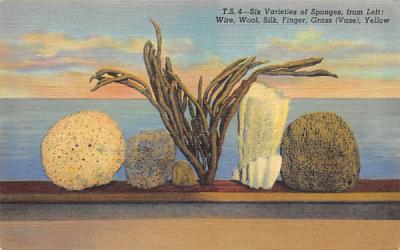 Six Varieties of Sponges Tarpon Springs, Florida Postcard