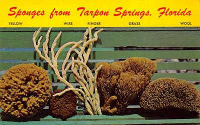 Sponges from Tarpon Springs, FL, USA Florida Postcard