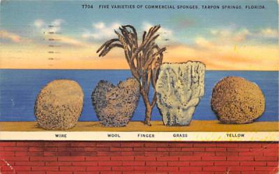 Five Varieties of Commercial Sponges Tarpon Springs, Florida Postcard