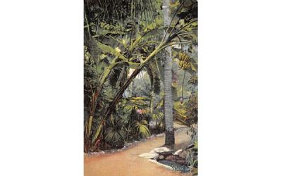 Banana Tree Showing Bud and Fruit Vero Beach, Florida Postcard