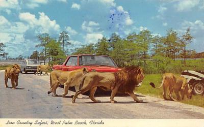 Lion Country Safari West Palm Beach, Florida Postcard