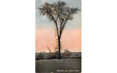 Sentinel Elm Athol, Massachusetts Postcard