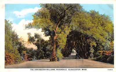 The Annisquam Willows Gloucester, Massachusetts Postcard