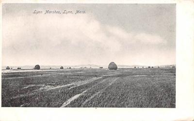 Lynn Marshes Massachusetts Postcard