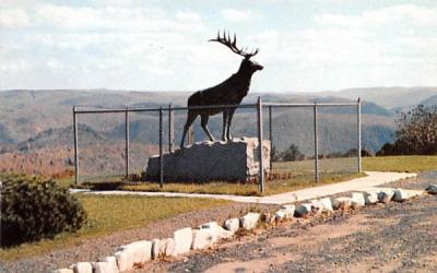 The Elk Mohawk Trail, Massachusetts Postcard