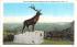 The Elk Mohawk Trail, Massachusetts Postcard