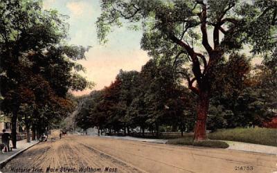 Historica Tree Waltham, Massachusetts Postcard