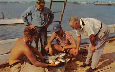 Day's catch of Blue Fish Belmar, New Jersey Postcard