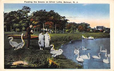 Feeding the Swans on Silver Lake Belmar, New Jersey Postcard