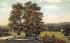 Historic Oak, East Side Park Paterson, New Jersey Postcard