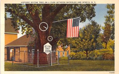 Historic Scythe Tree Geneva, New York Postcard