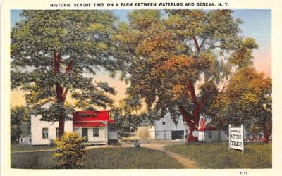 Historic Scythe Tree Geneva, New York Postcard