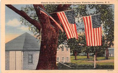 Historic Scythe Tree Geneva, New York Postcard