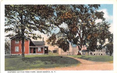 Historic Scythe Tree Geneva, New York Postcard