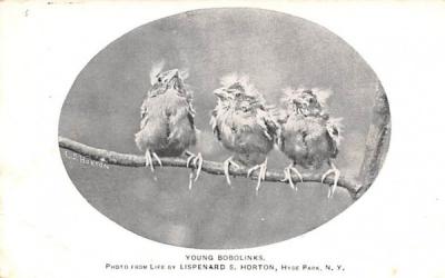 Young Bobolinks Poughkeepsie, New York Postcard