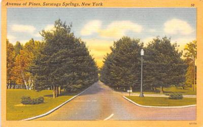 Avenue of Pines Saratoga Springs, New York Postcard