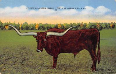 Texas Longhorn TX