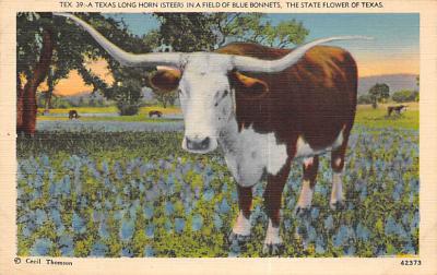 Texas Longhorn TX