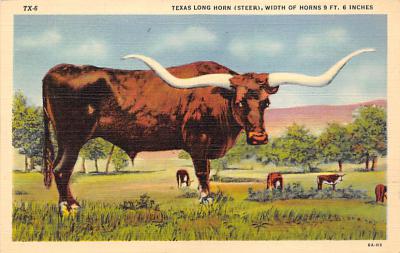 Texas Longhorn TX