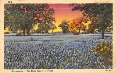 State Flower Of Texas TX