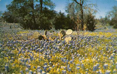 State Flower Of Texas TX