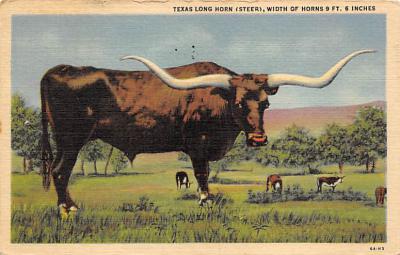 Texas Longhorn TX