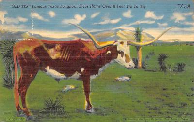 Texas Longhorn TX