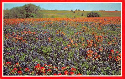 State Flower Of Texas TX