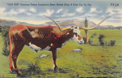 Texas Longhorn TX