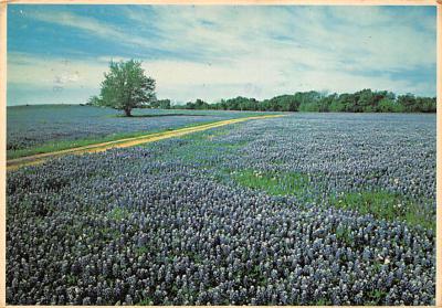 State Flower Of Texas TX