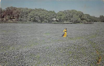 State Flower Of Texas TX