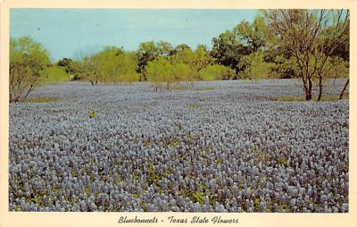 State Flower Of Texas TX