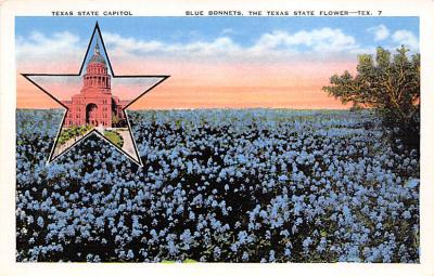 State Flower Of Texas TX