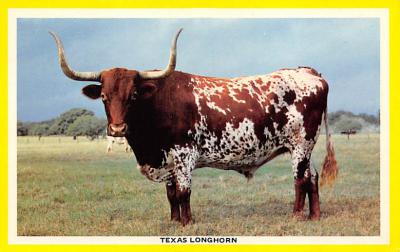 Texas Longhorn TX