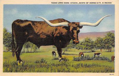 Texas Longhorn TX