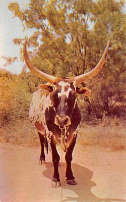 Texas Longhorn TX