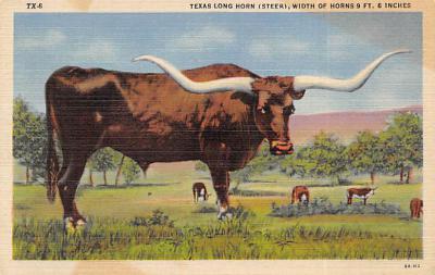 Texas Longhorn TX