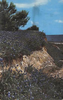 State Flower Of Texas TX