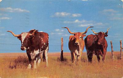 Texas Longhorn TX