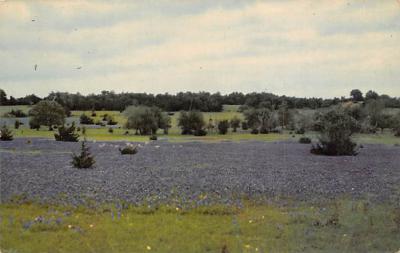 State Flower Of Texas TX