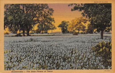 State Flower Of Texas TX