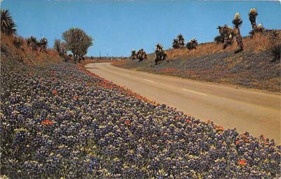 State Flower Of Texas TX