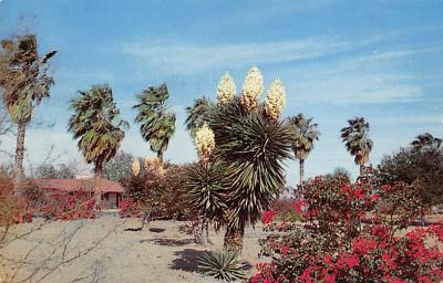 Bougainvillea TX