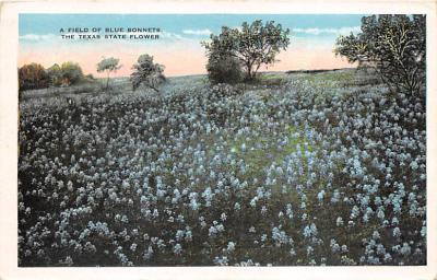 State Flower Of Texas TX