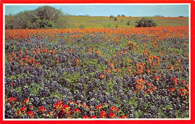 State Flower Of Texas TX