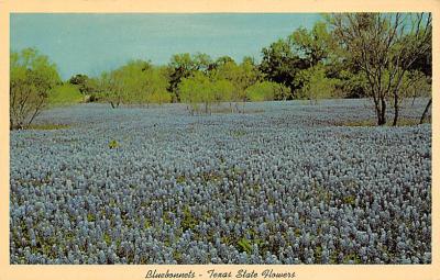 State Flower Of Texas TX