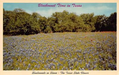 State Flower Of Texas TX